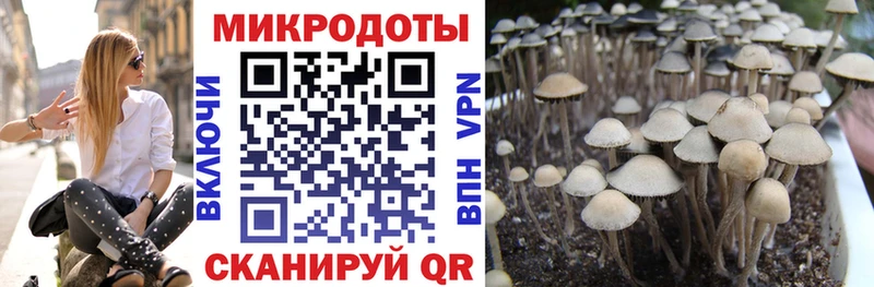 хочу наркоту  Курган  Псилоцибиновые грибы MAGIC MUSHROOMS 